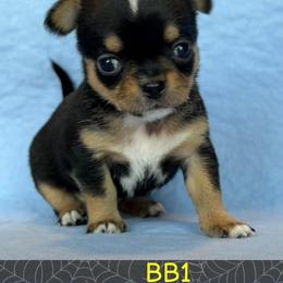 Tiny Tim - Black and tan male Chihuahua puppy in Harlan, Iowa from Home Grown Chihuahuas From Iowa
