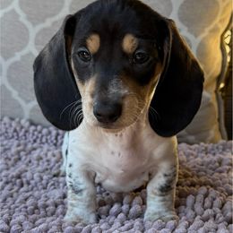 Sweety - Black and cream female Dachshund puppy in Joshua Tree, California from Desert Dreams Ranch