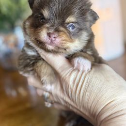 Biscotti - Chocolate and tan male Pomeranian puppy in Kilgore, Texas from 5 Star Poms