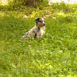 Australian Shepherd Puppies from Lovable Little Aussies
