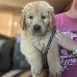 Golden Retriever and Labrador Retriever Puppies from Storm Chasers Retrievers