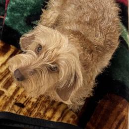 Merida - Dachshund