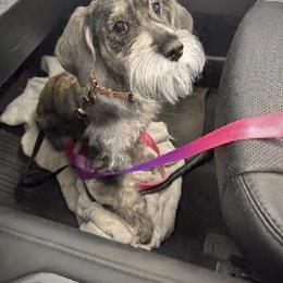 Marci - Miniature Schnauzer