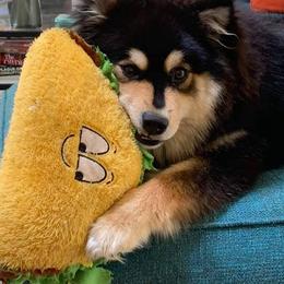 Finnish Lapphund and Leonberger Puppies from Lighthouse Lapphunds and Leos by the Sea