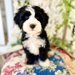 Lily - Black and white female Bernedoodle puppy in Mapleton, Utah from Natural Doodle Life