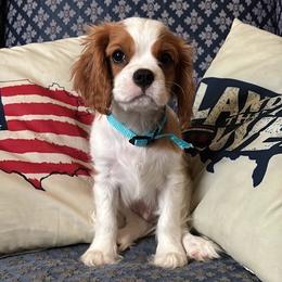 Mr. Blue - Blenheim male Cavalier King Charles Spaniel puppy in Erie, Pennsylvania from CAVALMAGNE