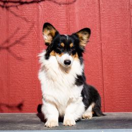Kiwi - American Corgi