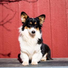 Kiwi - American Corgi
