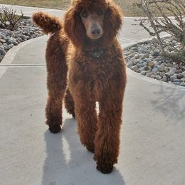 Poodle All Grown Up from Raspberry Woods Standard Poodles