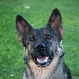 Breezy - German Shepherd