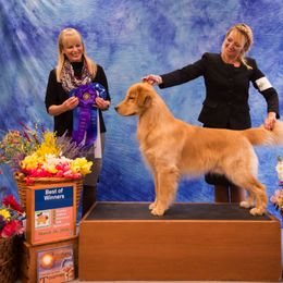 Golden Retriever All Grown Up from Suthern Gold Golden Retrievers