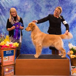 Golden Retriever All Grown Up from Suthern Gold Golden Retrievers