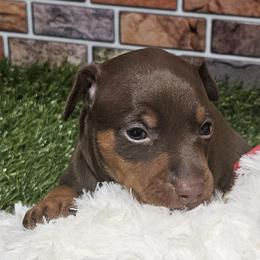 River - Chocolate and tan male Miniature Pinscher puppy in Baton Rouge, Louisiana from Pike's Pups