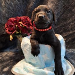 Eberus - Black male Labrador Retriever puppy in Bemidji, Minnesota from Northern Star Elite Quality Labrador Retrievers