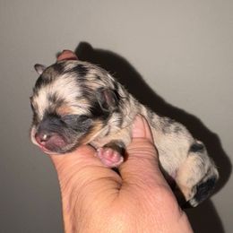 Bahemia - Blue merle female Pomeranian puppy in Gilmer, Texas from Fairchild Fancy Pomeranians and Coachella Pomeranians