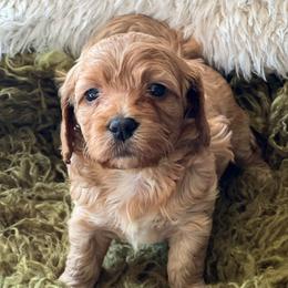 Ash- Female 2 - Buff female Cockapoo puppy in Mountain View, Missouri from Gastineau Doodles