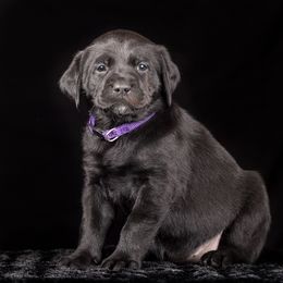Labrador Retriever Puppies from Southtown Retrievers