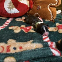 Gingerbread - Brindle and white male American Corgi puppy in Temple, Texas from Silver Moon Cardigan and American Corgis