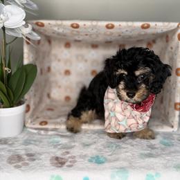 Orange Collar - Black and tan male Cavapoo puppy in North Chesterfield, Virginia from Lovies Poodles and Doodles