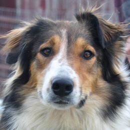 Peach - Old Time Scotch Collie