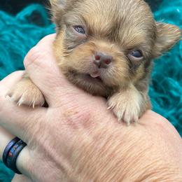 Peanut - Chocolate sabled fawn male Chihuahua puppy in Franklin, North Carolina from A&J Cutie Pawtooties
