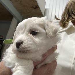 Green - Parti male Miniature Schnauzer puppy in Advance, North Carolina from Sugar Kookie Schnauzers