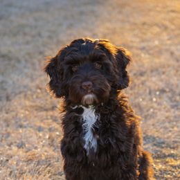Australian Labradoodle Puppies from Cahaba Doodles