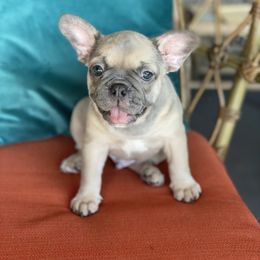 French Bulldog Puppies from Zoey's Dynasty French Bulldogs