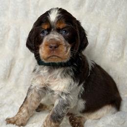 Green boy - Tri-Roan male English Springer Spaniel puppy in Fairfield, California from Goldridge Springers