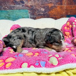 Sally - female Australian Mountain Doodle puppy in Blue Springs, Missouri from Jeanie’s Doodles