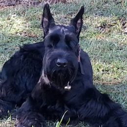 Giant Schnauzers from Carolina Giant Schnauzers