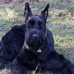 Giant Schnauzers from Carolina Giant Schnauzers