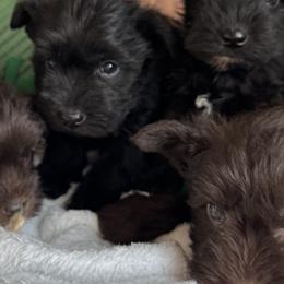 Miniature Schnauzers from Miniature Schnauzers