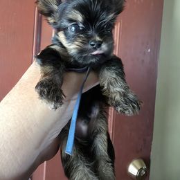 Tonkya the tcup - Black and tan male Yorkshire Terrier puppy in Clermont, Florida from Bella's Prissy Butts
