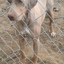 Haze - Catahoula Leopard Dog
