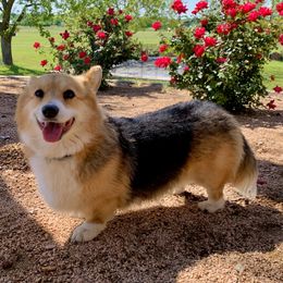 Maurysa - Pembroke Welsh Corgi