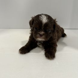 Shih Tzu Puppies from Moore Shih Tzus
