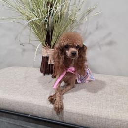 Lola - Poodle