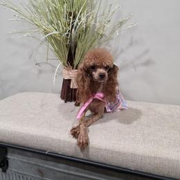 Lola - Poodle