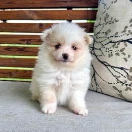Sonic - Cream parti male Pomeranian puppy in Stroud, Oklahoma from Laik’s Little Shihtz & Poms