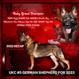 Furby - German Shepherd