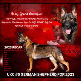 Furby - German Shepherd