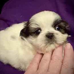Shih Tzu puppies from T-Amore Shih Tzu