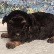 Pepper - Black and white female Mal-Shi puppy in Richmond, Missouri from Natalie's Happy Fur Paw Shih-Tzues and More