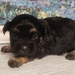 Pepper - Black and white female Mal-Shi puppy in Richmond, Missouri from Natalie's Happy Fur Paw Shih-Tzues and More