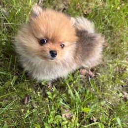 Pomeranian Puppies from Maine Pom’s
