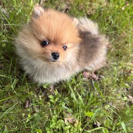 Pomeranian Puppies from Maine Pom’s
