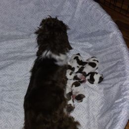 Layla - Cocker Spaniel