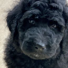 Shiloh (Jasper) - Goldendoodle puppy in Cleburne, Texas from Sugar Fig Kennel