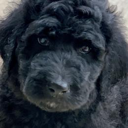 Shiloh (Jasper) - Goldendoodle puppy in Cleburne, Texas from Sugar Fig Kennel